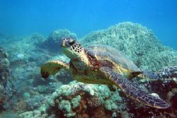 Curious Honu checking out my rig, canon 350d+fantasea box. by Aaron Longshore 